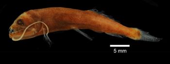 Media type: image; Ichthyology 97693